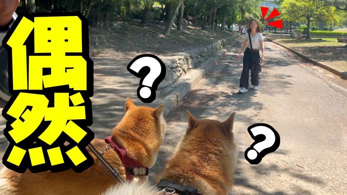 突然、散歩中に仕事終わりの娘が現れた時の柴犬の反応がまさかの… 突然、散歩中に仕事終わりの娘が現れた時の柴犬の反応がまさかの…