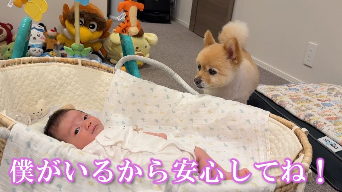 赤ちゃんの様子を常に心配するポメラニアンの見守り育児