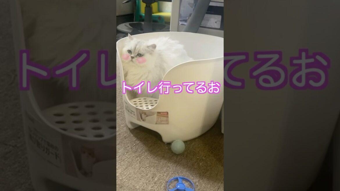 トイレ行ってくるお！💛#ペルシャ猫 #cat #猫 #shorts #猫好きさんと繋がりたい
