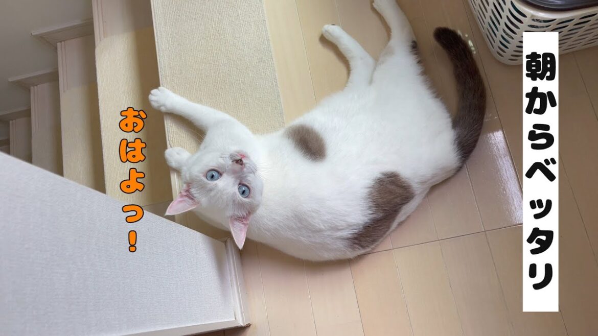 朝から次男につきまとって仕事に行かせない弟猫が可愛い