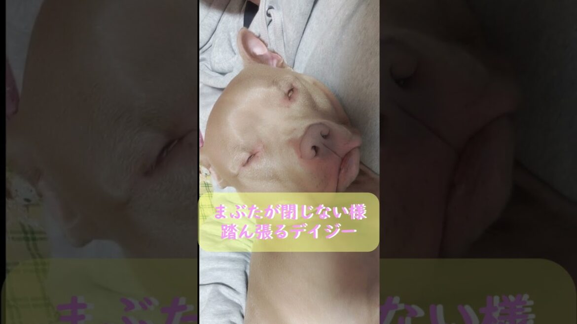 主の腕枕に甘えるピットブルのデイジー#shorts#ピットブル #アメリカンピットブルテリア  #かわいい