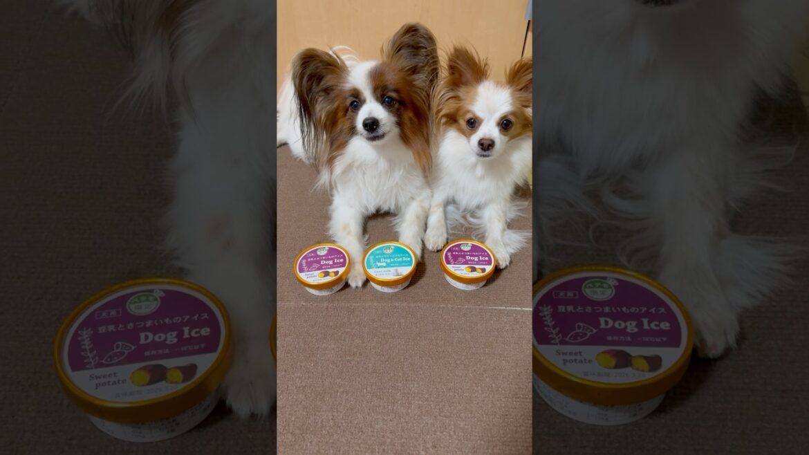 暑いから犬用アイス食べた🍨 #shorts