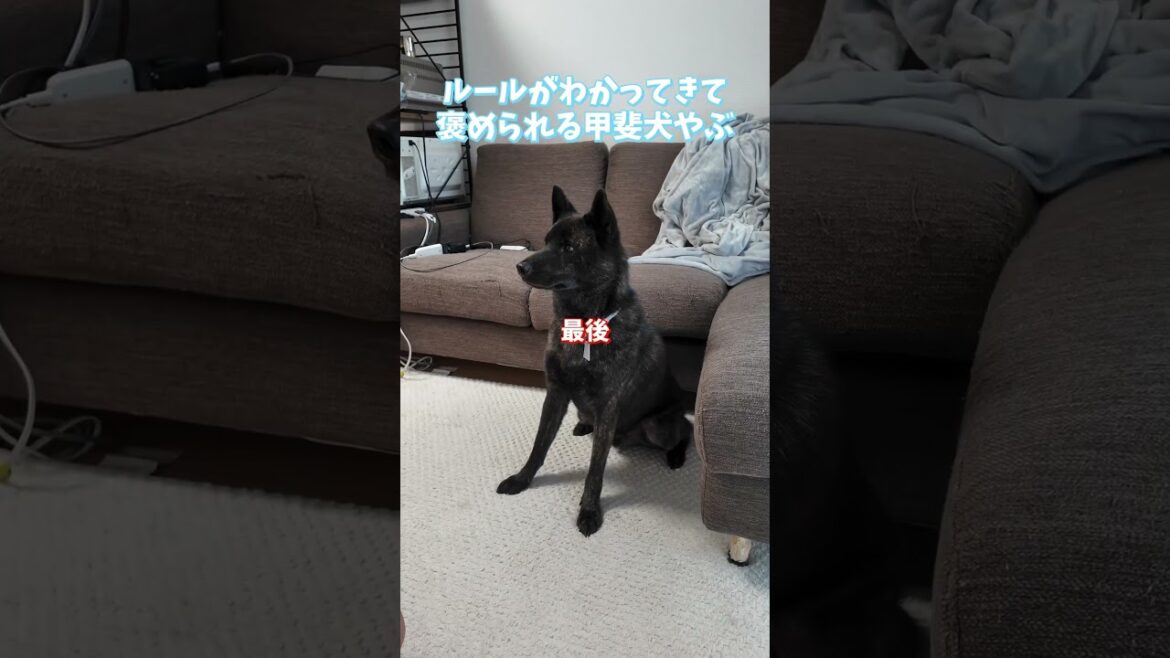 おやつ当てクイズのルールを覚えてきた甲斐犬やぶが可愛いすぎ🐕#ペット #犬 #甲斐犬 #いぬのいる生活 #甲斐犬やぶ
