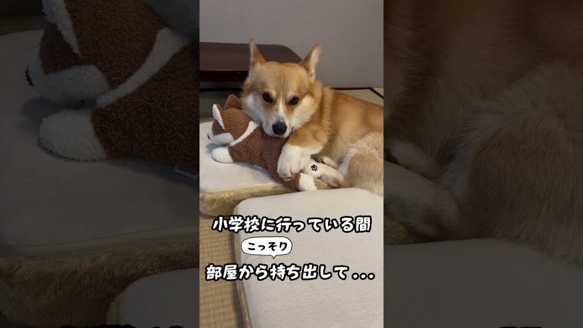 お姉のぬいぐるみと添い寝するコーギー #コーギー #ジッさん #corgi #柯基