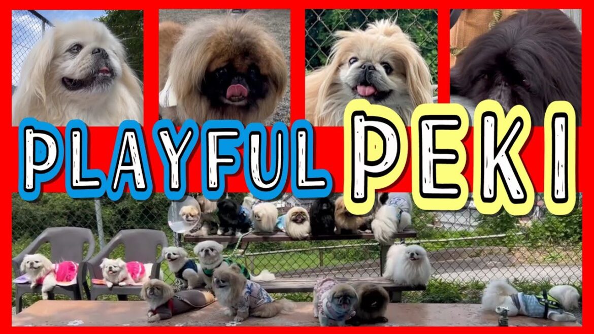 犬見知りなペキニーズが【プレイフル】なペキオフ会に行ってみたら… 犬見知りなペキニーズが【プレイフル】なペキオフ会に行ってみたら…