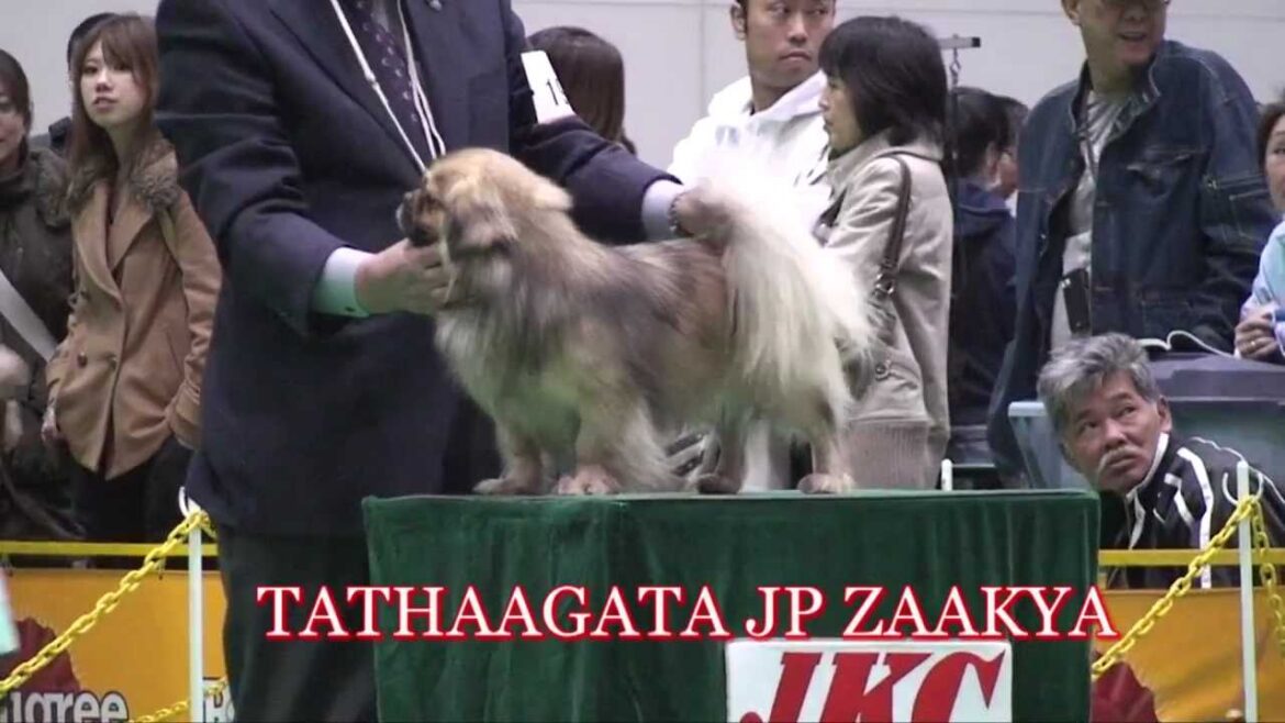 TIBETAN SPANIEL " JAPAN INTERNATIONAL DOG SHOW "  1.APR.2012
