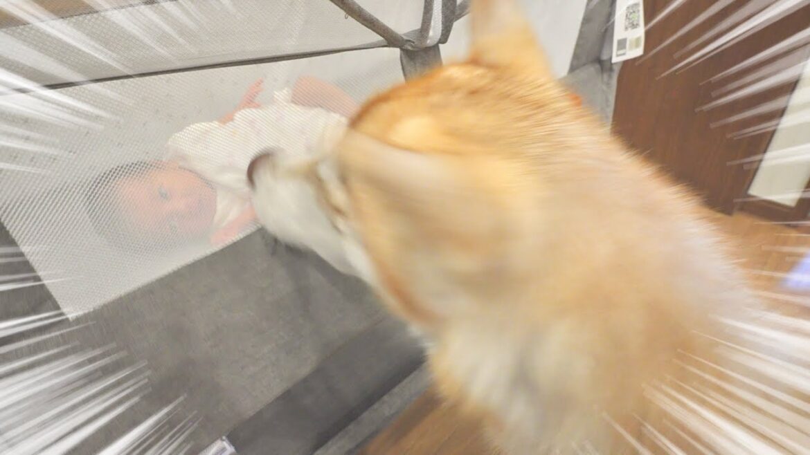 【閲覧注意】ハスキー犬と人間が一緒に暮らすということ。