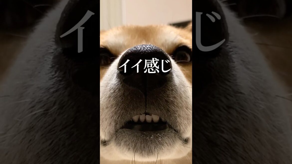 すごい夢を見た柴犬こむぎ #柴犬 #犬 #睡眠