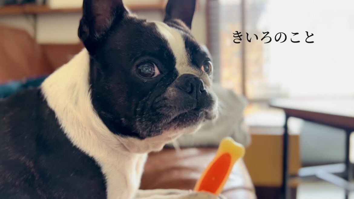 きいろの話をします