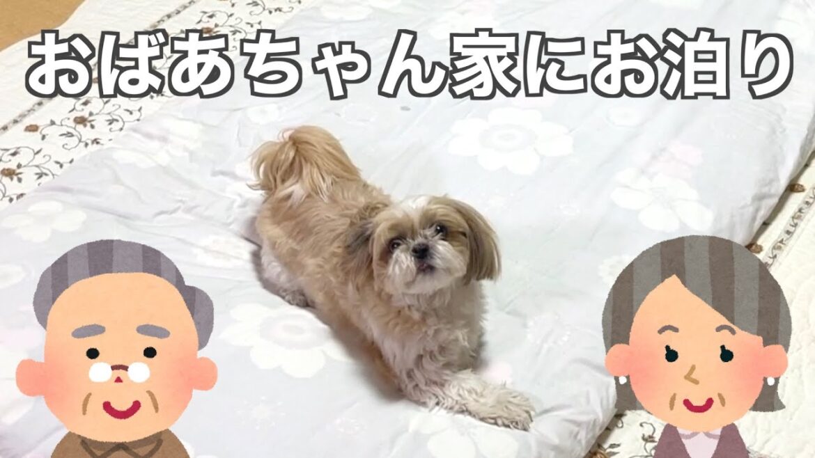 【シーズー】おじいちゃんおばあちゃんの元気の源🐶お泊りしてきたよ💕