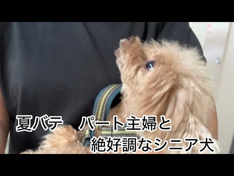素朴な日常 シニア犬に癒される日々・・・ トイプードル/パート主婦 素朴な日常 シニア犬に癒される日々・・・ トイプードル/パート主婦
