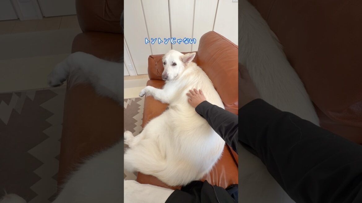 トントンじゃなくて手をつないで寝たい大型犬【ホワイトシェパード】　#shorts
