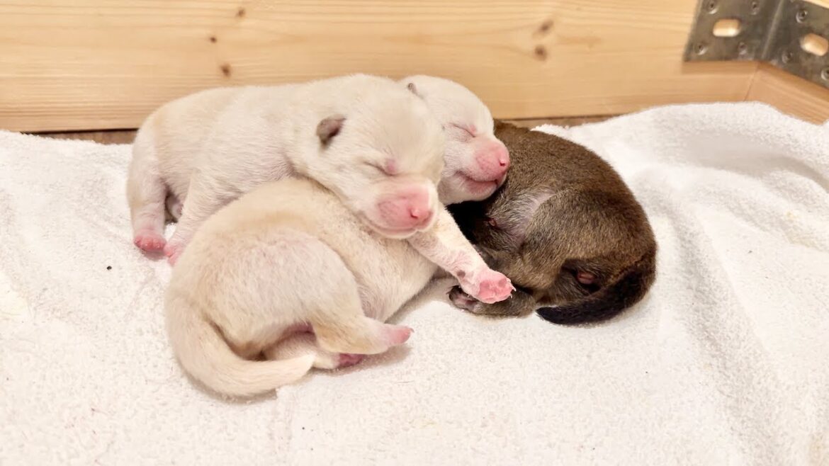 【柴犬 子犬】一番上に乗りたい子犬たちの戦いが可愛すぎた