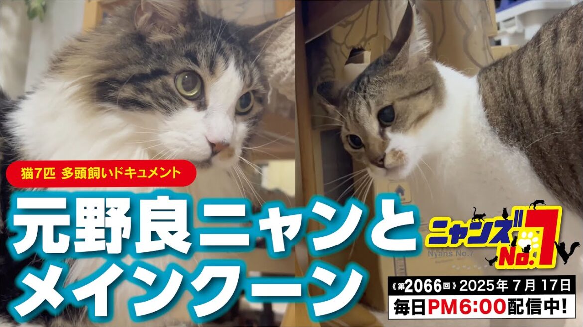 《第2066回》元野良ニャンとメインクーン