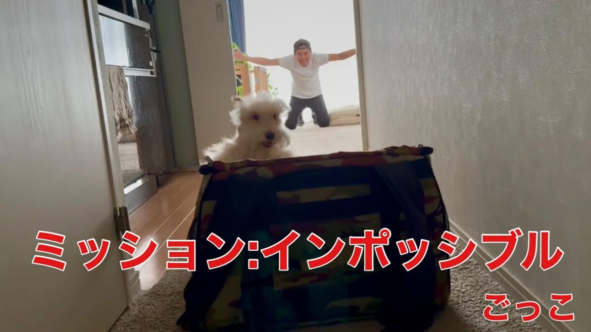 愛犬と「ミッション:インポッシブル」ごっこw テリア