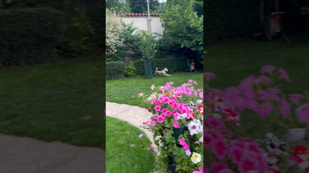 The zoomie demons have clocked in 🙈