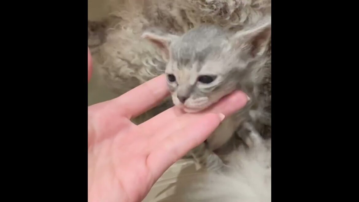 ラパーマ 巻き毛とつぶらな瞳の可愛い男の子♡　毛色：ブルータビー（巻き毛）