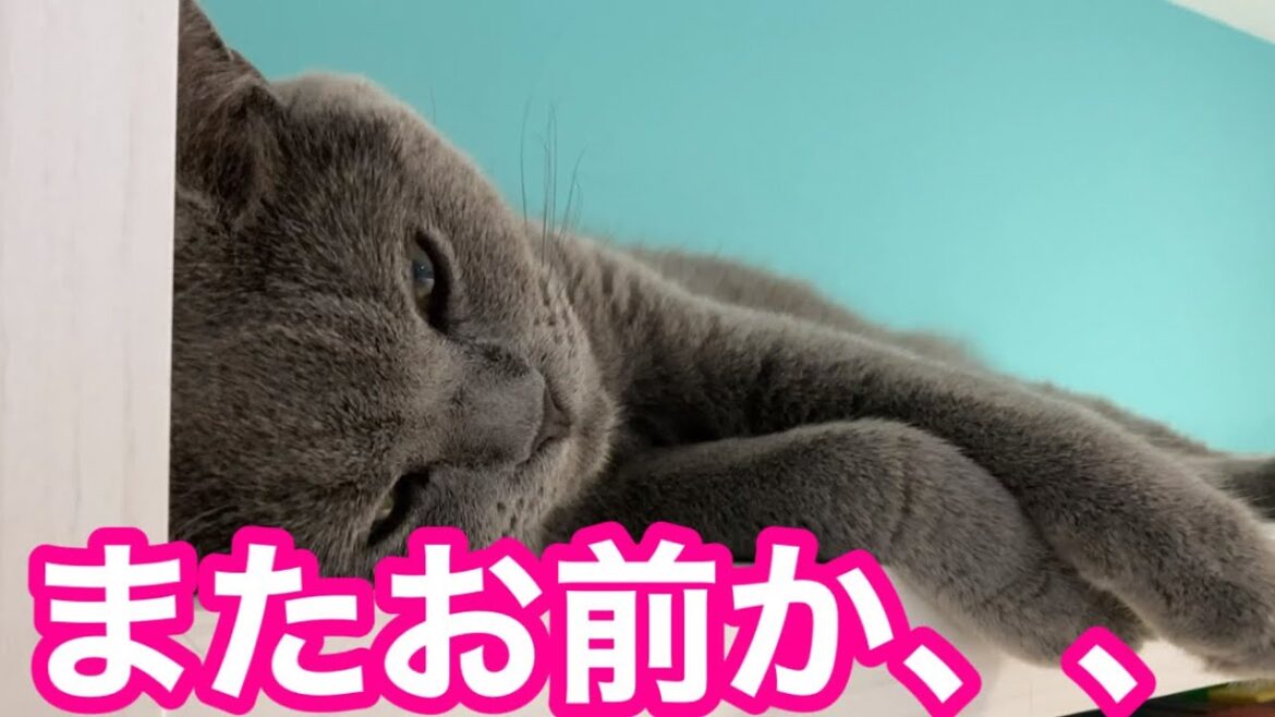 ブリティッシュショートヘアの魅力【ツンデレ】