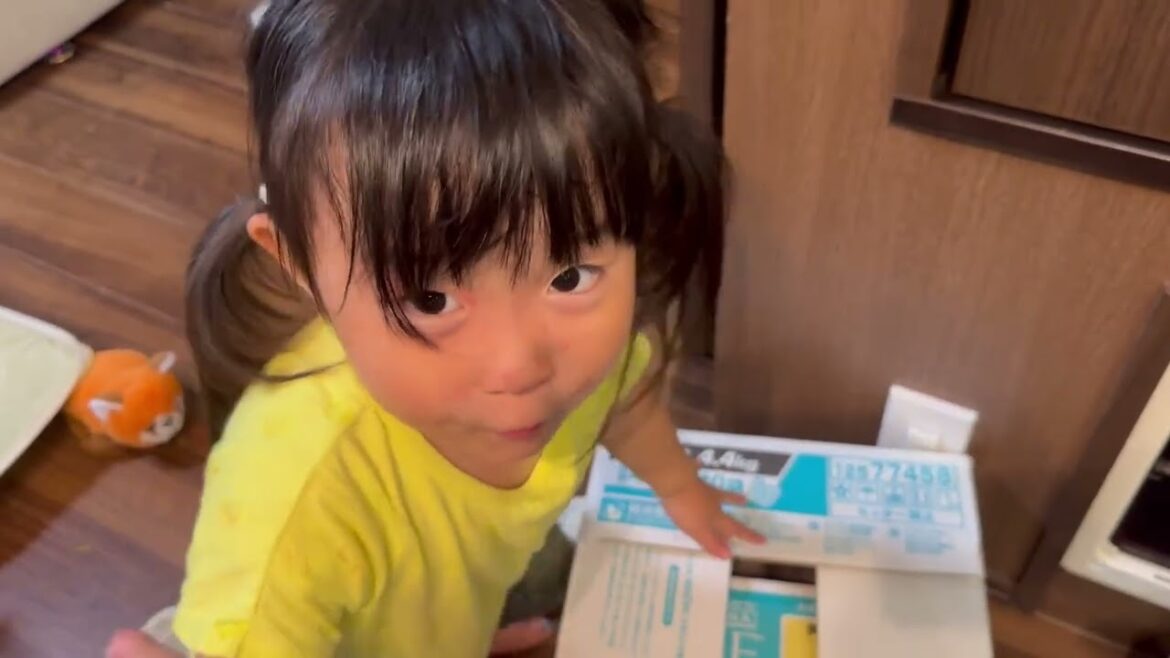 カバンよりダンボールを選んだ猫　サイベリアンA cat chooses a cardboard box over a bag. Siberian