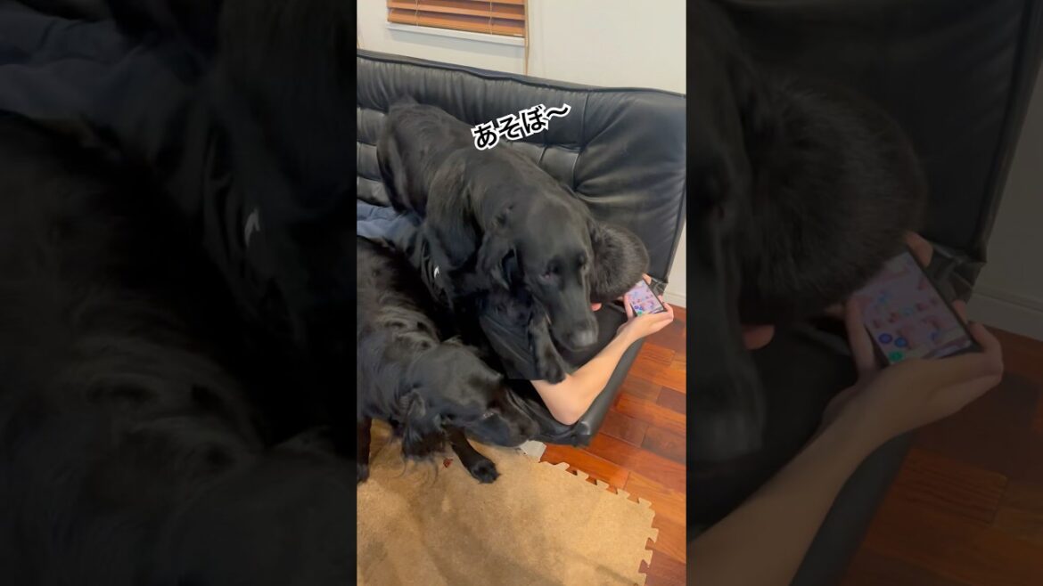 ゲームを阻止します！#flatcoatedretriever #フラットコーテッドレトリバー #ゲーム