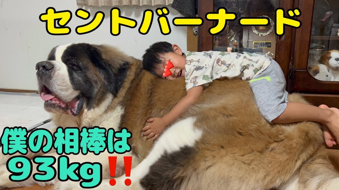 【セントバーナード】孫も驚くセントバーナードとと君の豪快な「おなら」の音が撮れました。生きているからこそ撮れた貴重な音と同時に孫と過ごす大切な時間。 【セントバーナード】孫も驚くセントバーナードとと君の豪快な「おなら」の音が撮れました。生きているからこそ撮れた貴重な音と同時に孫と過ごす大切な時間。