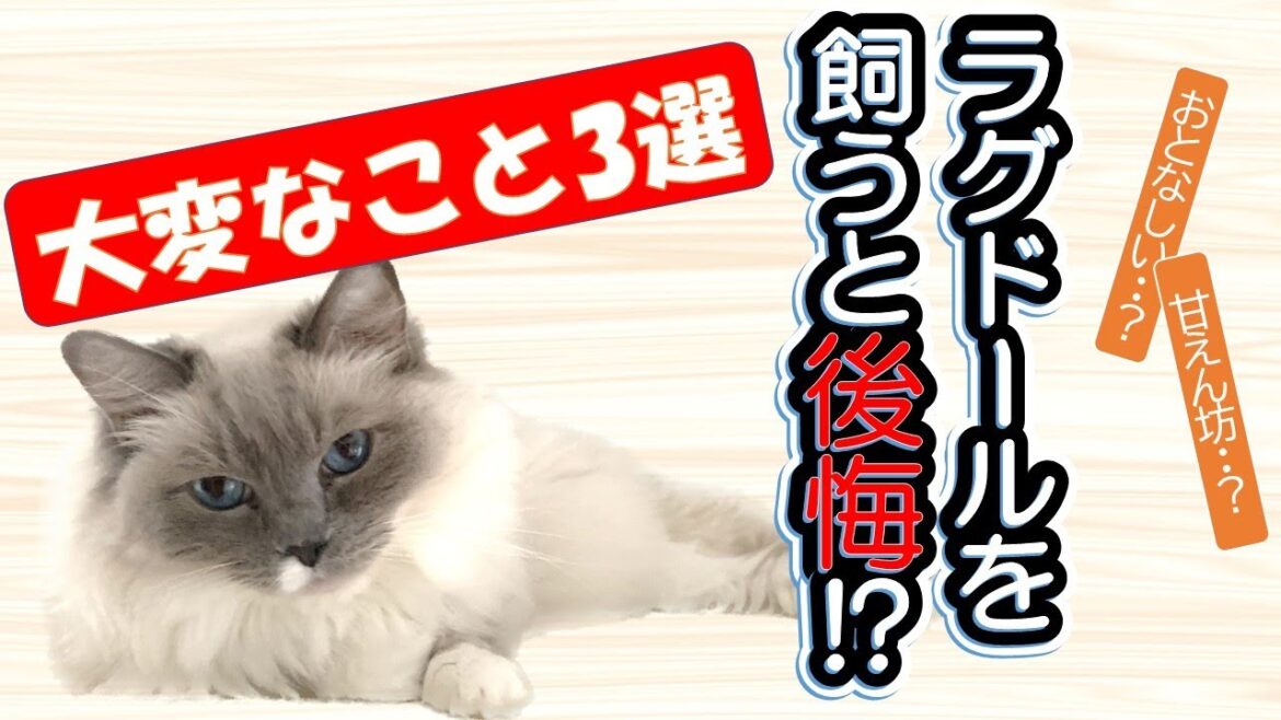 【ラグドール猫を飼う前に見て!!】これが耐えられるなら飼える!?「飼いにくいと感じる3つの大変なポイント」Ragdoll. How to breed a cat. 【ラグドール猫を飼う前に見て!!】これが耐えられるなら飼える!?「飼いにくいと感じる3つの大変なポイント」Ragdoll. How to breed a cat.