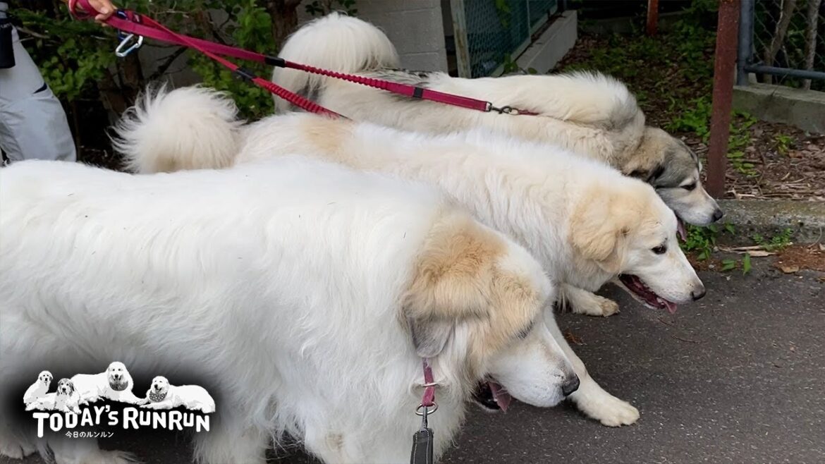 出発も散歩のペースものんびりマイペースなアランです Great Pyrenees グレートピレニーズ 出発も散歩のペースものんびりマイペースなアランです Great Pyrenees グレートピレニーズ