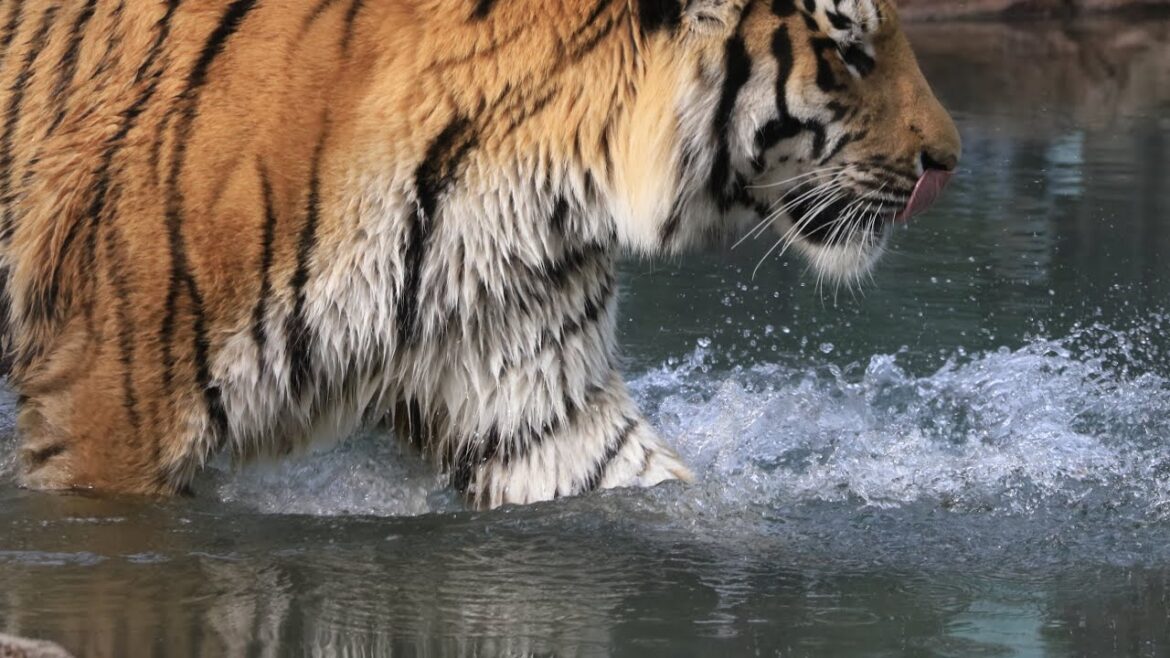 綺麗なプールに入ったトートです（円山動物園　アムールトラのトート）#Amurtiger #tiger #bigcat
