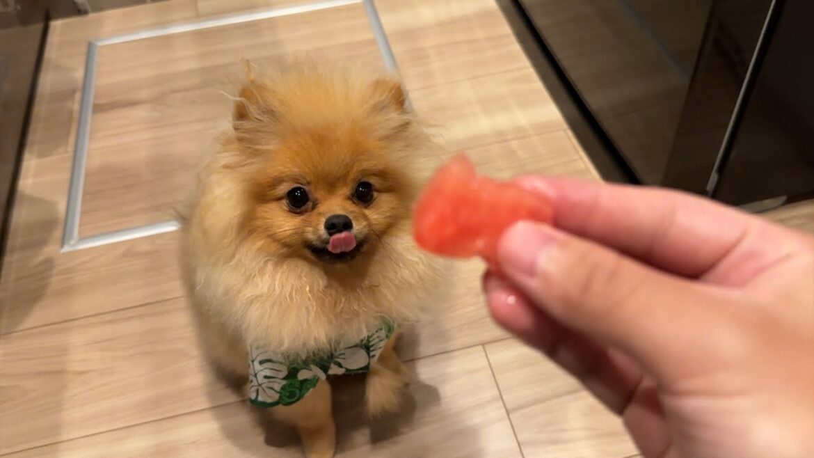 初めてのスイカにベロがバグるポメラニアンがやばすぎた