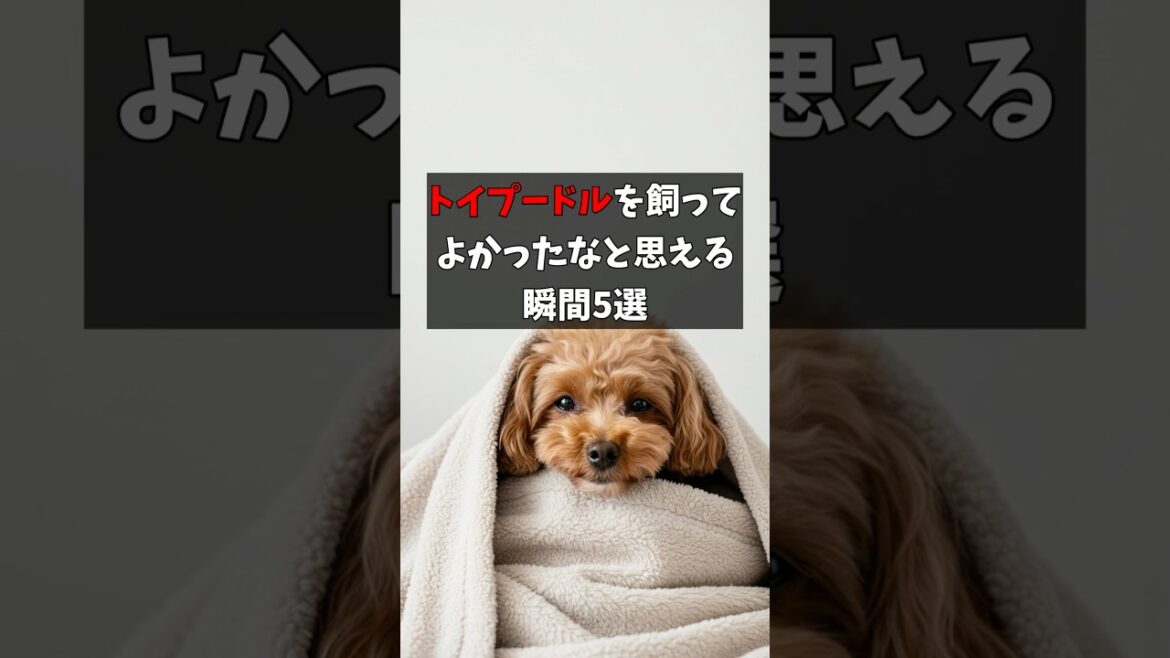 トイプードルを飼って良かったと思える瞬間5選　#トイプードル #犬のいる暮らし #雑学