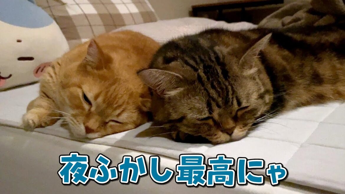 深夜に起きたら遊び疲れて寝ている猫が可愛すぎました…! 深夜に起きたら遊び疲れて寝ている猫が可愛すぎました…!