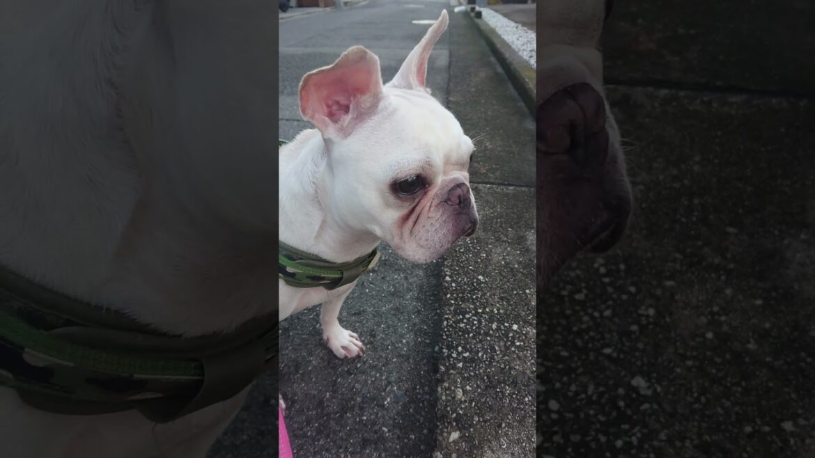 7月18日早朝散歩！#3歳フレンチブルドッグ#frenchbulldog#フレンチブルドッグ#クリーム女の子#無編集#飼い主記録用#フレブル