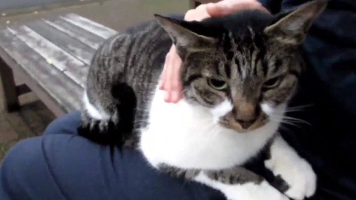 [野良猫]膝の上で嬉しそうに寛ぐキジ白猫が可愛すぎる！[straycat]The cat happily relaxing on its lap is cute!