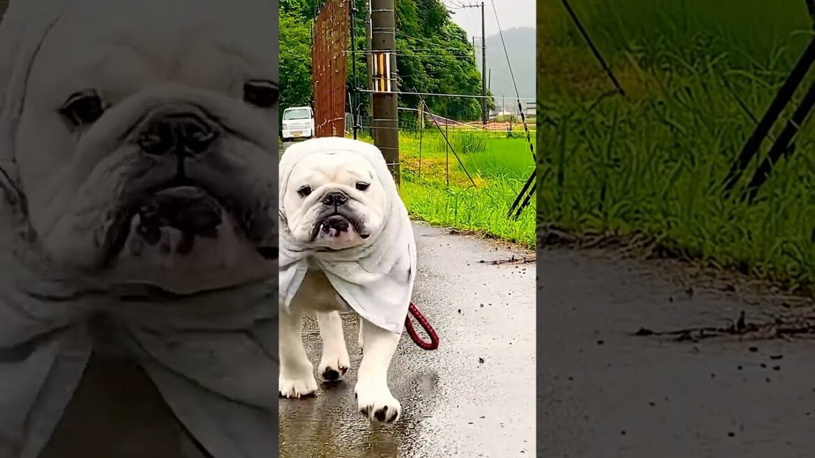 まめのイメージビデオ的なshort#まめりき #englishbulldog #ブルドッグのいる暮らし