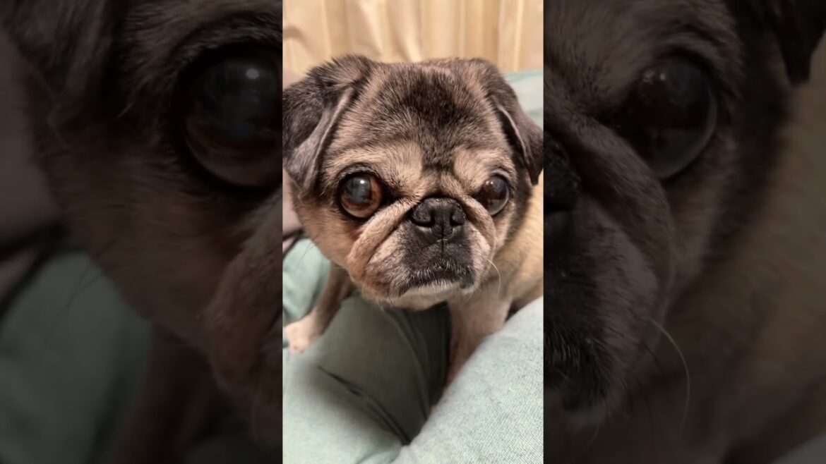 Pug  Maria.20:25 Pug  Maria.20:25