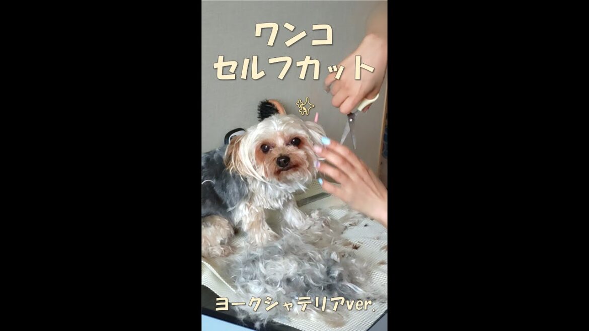 Sumieのワンコ🐩セルフカット（ヨークシャテリアver.）✂もしゃもしゃからスッキリ！！｜#shorts