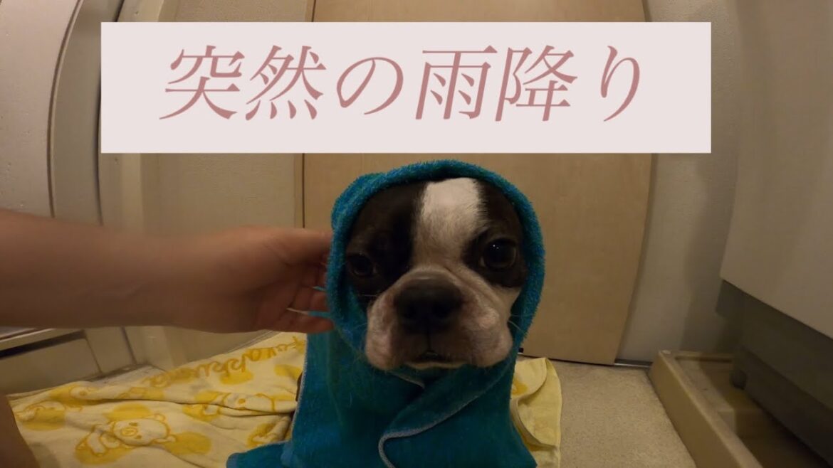 【ボストンテリア　ボステリ】青い瞳のネロ　突然の雨降り　2025.7.16