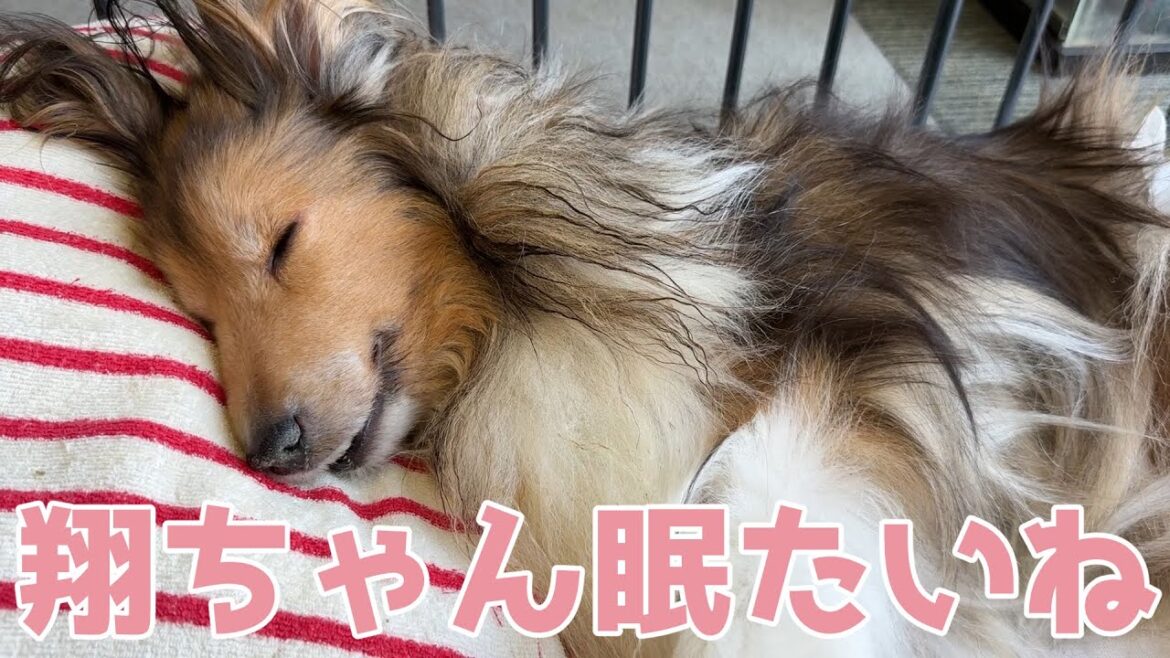 【シェルティ】翔ちゃん眠たいね💤【みんな近くにいるよ】 【シェルティ】翔ちゃん眠たいね💤【みんな近くにいるよ】