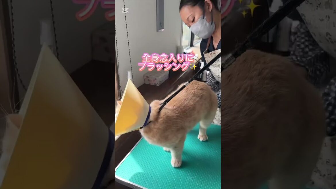 ブラッシング＋爪切りコースご利用☆　ブリティッシュショートヘアー　さくらちゃん #猫のいる暮らし #長毛猫 #cat