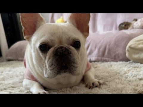 ちょっとだけ【フレンチブルドッグ frenchbulldog】 ちょっとだけ【フレンチブルドッグ frenchbulldog】