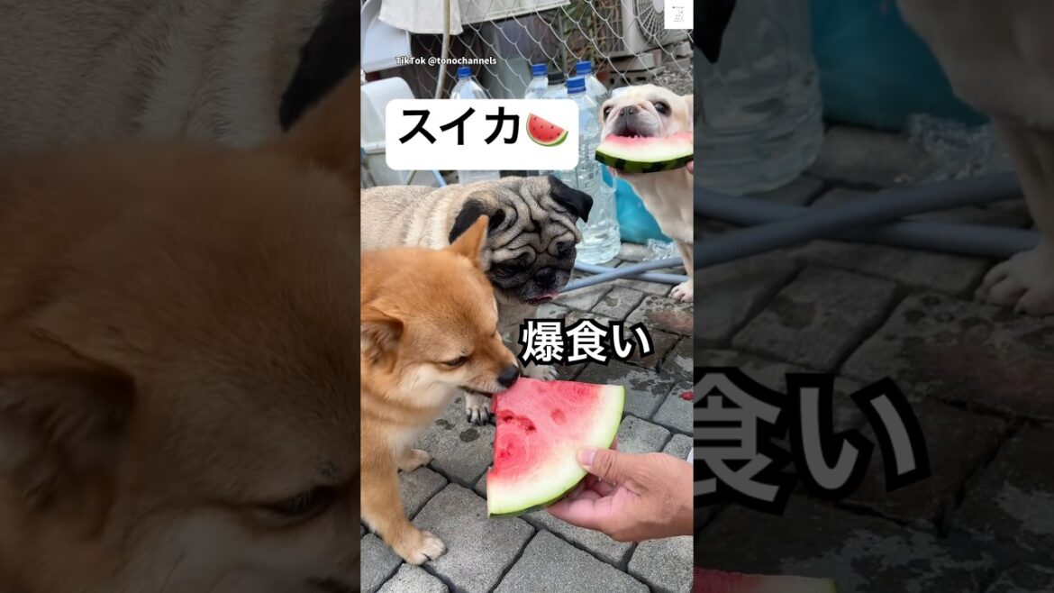 爆笑‼️ワンコたちとお父さんのやりとりが面白い😂　#犬　#パグ　#ぺっぺこぺー　#おもしろ　#スイカ