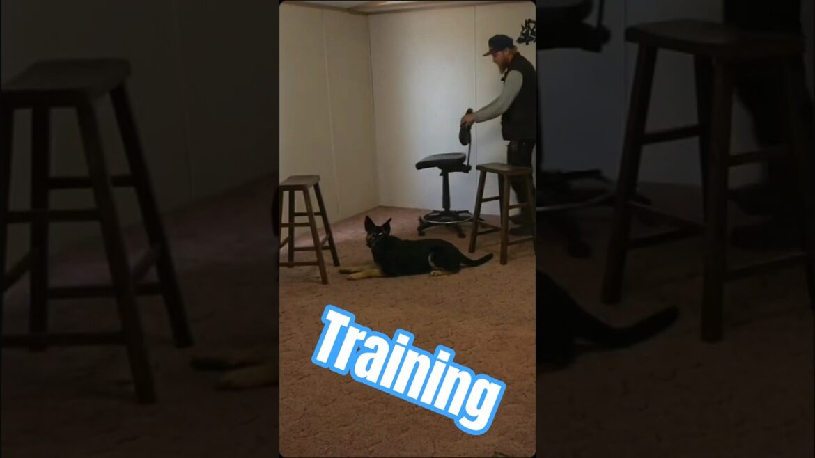 German Shepherd obedience training short. You can watch the full video out now on our YouTube!