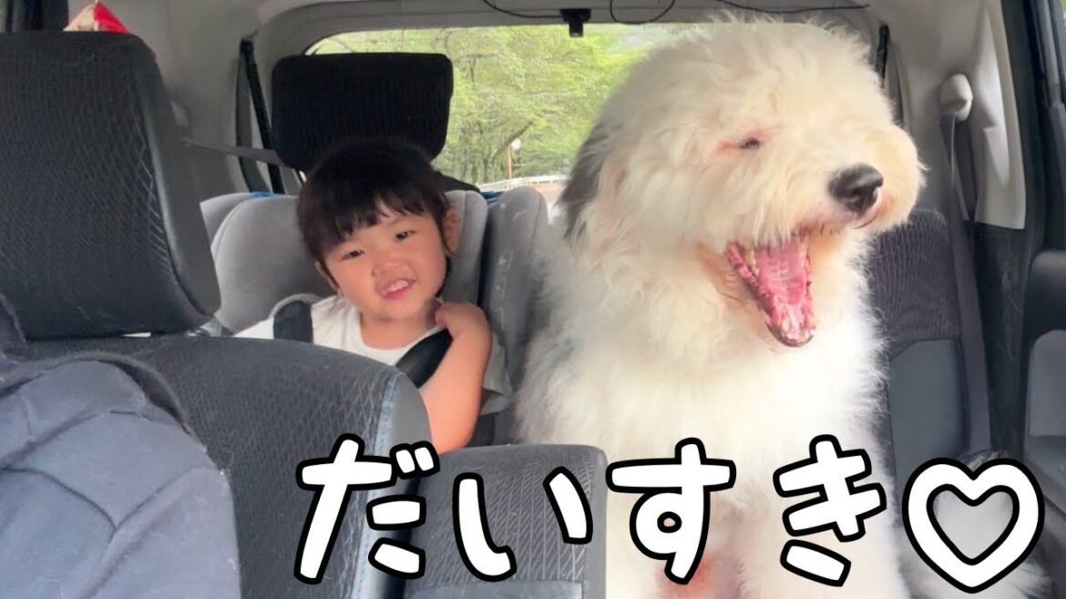 【大喜び♡】３歳児に内緒で弟を連れて保育園にお迎えに行ったら喜びが爆発しちゃいました♡｜グレートピレニーズ&オールドイングリッシュシープドッグ&トイプードル