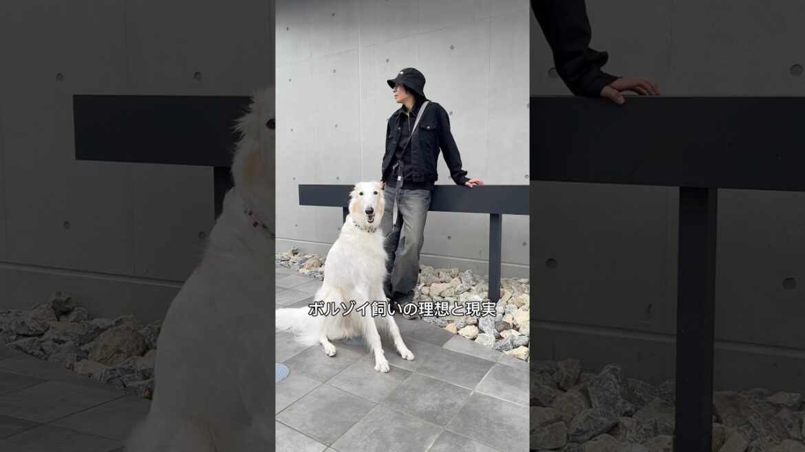 飼い主にドン引きする犬 #ボルゾイ #大型犬 #shorts