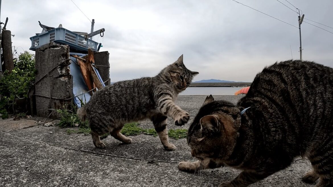 湯島　岩合さんの世界ネコ歩きに出演したシャム猫そらちゃんのお宅を訪れたら、仲良しのキジトラ兄弟猫達が温かく迎えてくれた