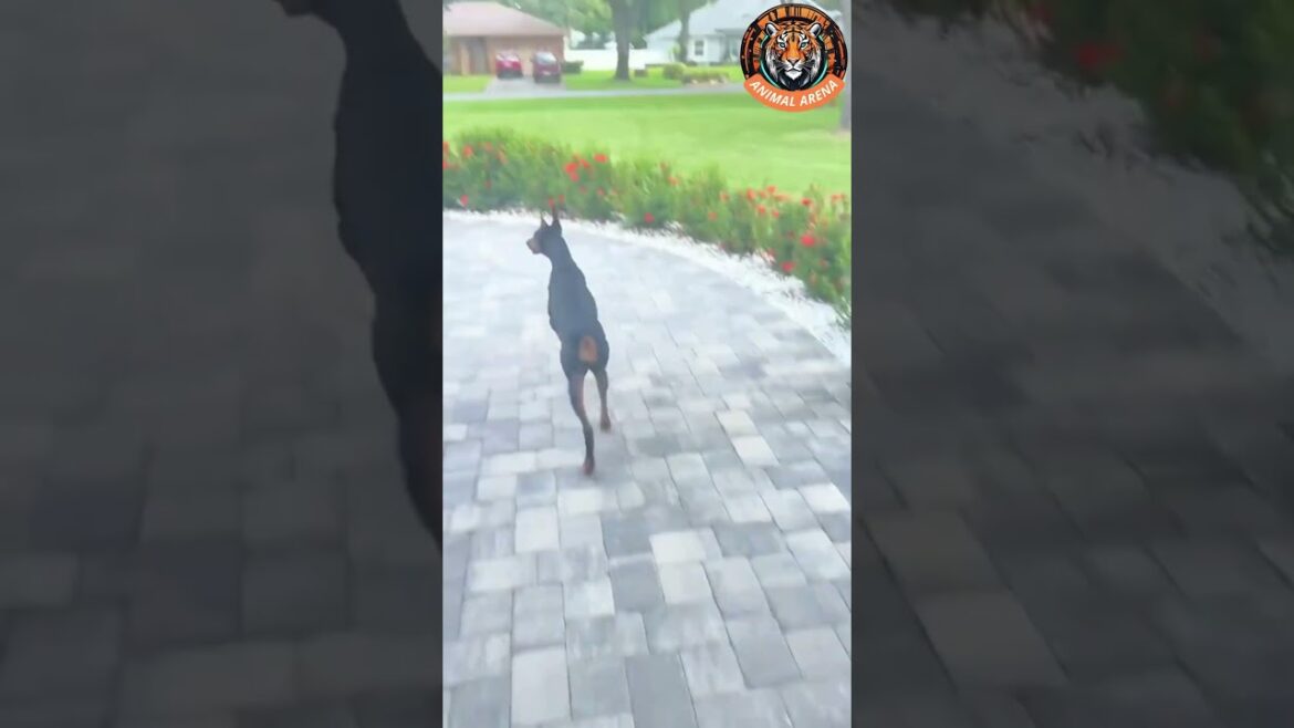 This Doberman Doesn’t Back Down! 🔥 Ultimate Home Protector!