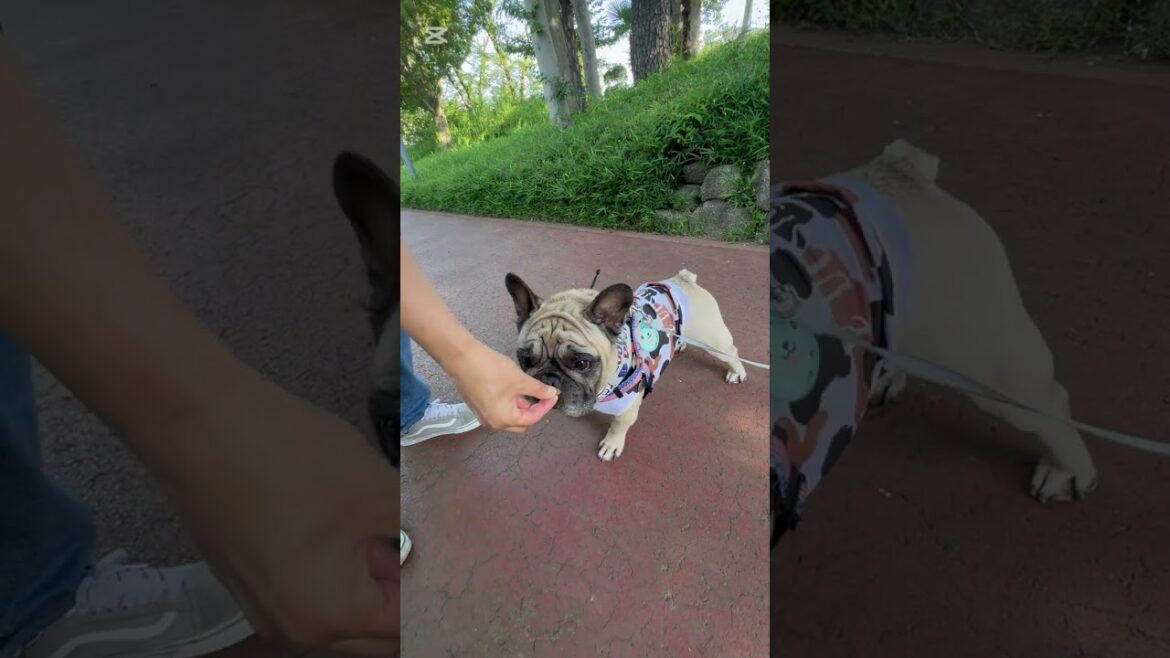 おはよう☀フレンチブルドッグの看板犬ぶーちゃん#shorts