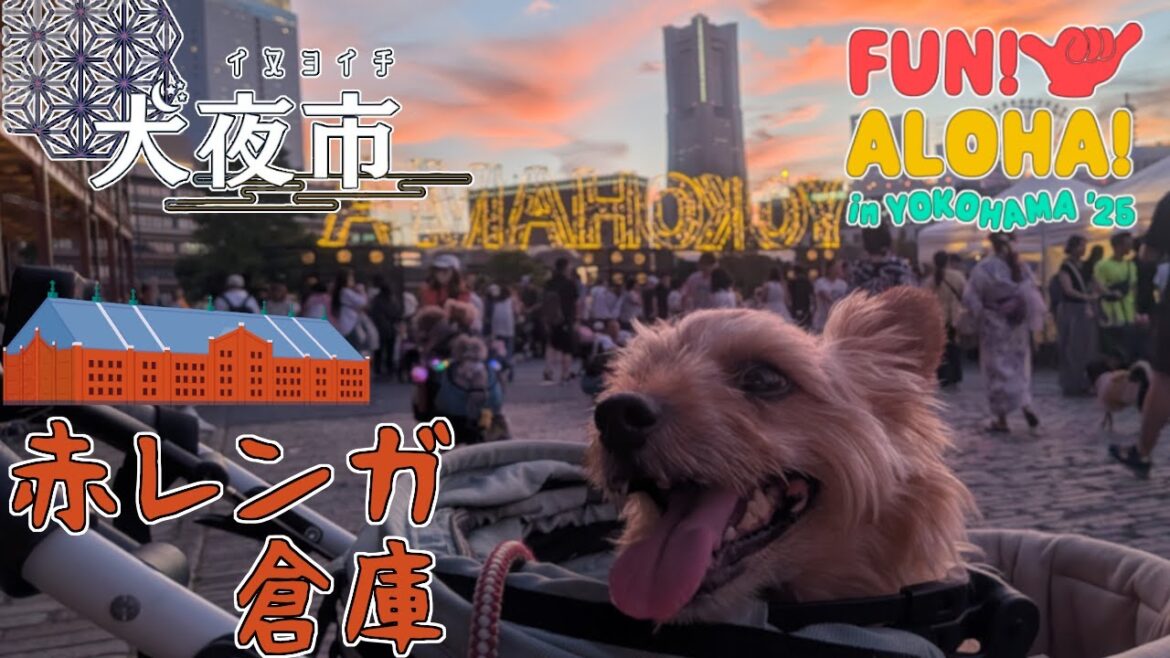 【犬夜市】2025赤レンガ倉庫イベントに参加するノーリッチテリア【FUN! ALOHA!】