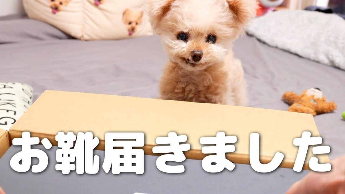 ２足目に選んだお靴は！？【トイプードル】