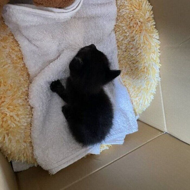 生後すぐに母猫とはぐれた子猫 保護当時と7カ月後の体格差に驚き!「自分らしく元気でいてね」(ねこのきもち WEB MAGAZINE)|dメニューニュース(NTTドコモ) 生後すぐに母猫とはぐれた子猫 保護当時と7カ月後の体格差に驚き!「自分らしく元気でいてね」